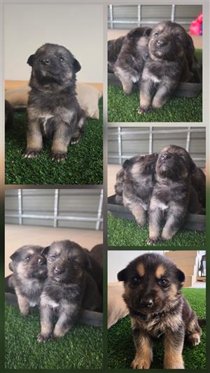 German shepherd puppies