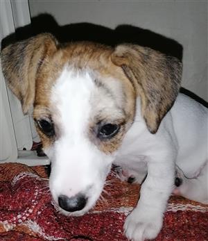 Jack Russells for sale