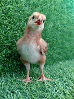 2 Week old - Rhode Island Red 