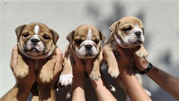 English Bulldog Puppies