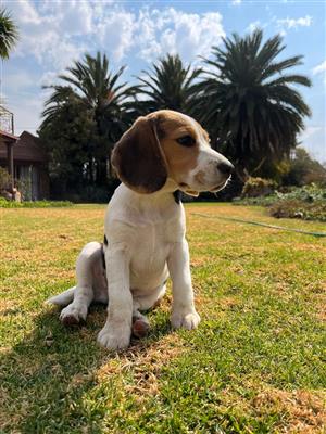 Tri-Color Beagle Pup