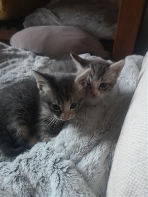 Grey fluffy kittens available