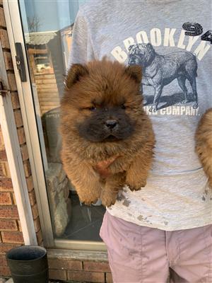 Gorgeous Chow chow puppies available