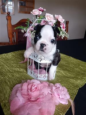 Boston terrier puppies available 