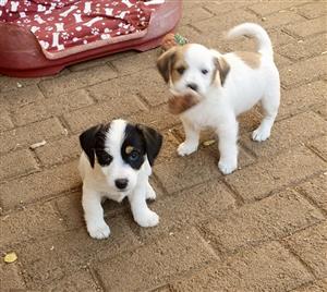Beautiful Jack Russell puppies