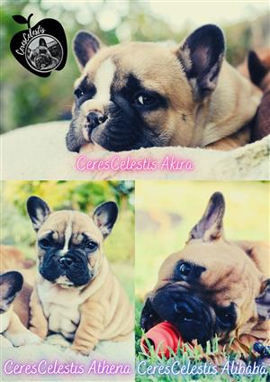 CeresCelestis French Bulldog Puppies for your consideration