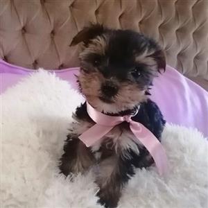 Yorkshire terrier babas 