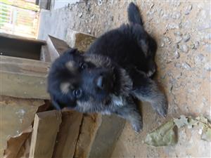 German shepherd puppy  