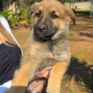 Belgium Malinois x Gsd female