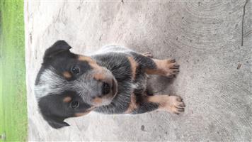 Australian Cattle Dog puppies for sale
