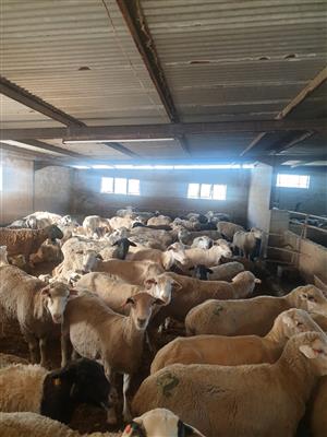 Stock of Healthy Merino sheep