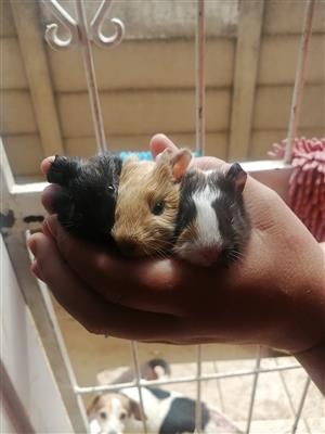 Guinea pigs for sale 