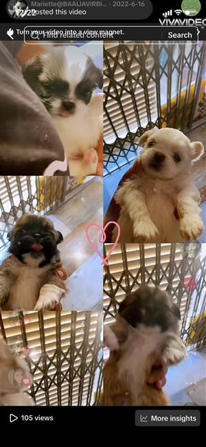 Baby  Pikegnese pups for sale