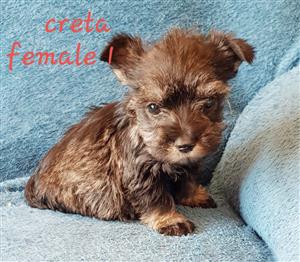 Purebred Male and Female Miniature Schnauzer Puppies 