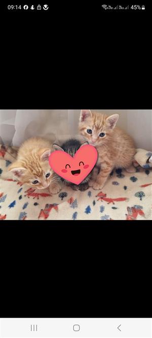 Beautiful kittens looking for a loving home 