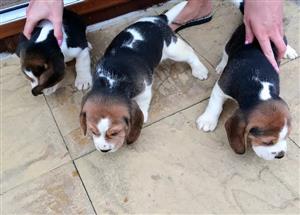 Beagle puppies pure bred