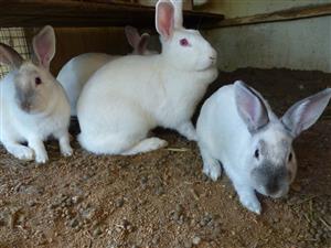 Mixed breed Rabbits/Bunnies