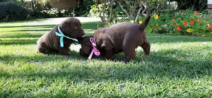 CHOCOLATE LABRADOR PUPPIES FOR SALE