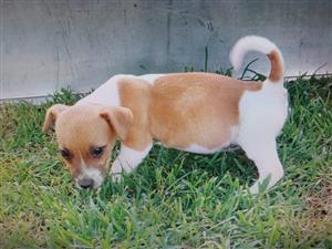 Unique JR puppies
