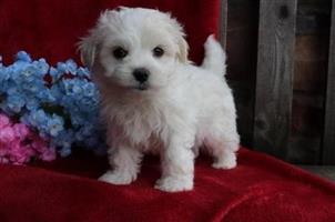 Beautiful Mini Maltese pups