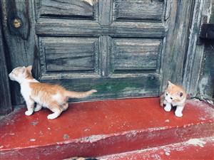 Two Kittens for sale in Johannesburg north . 