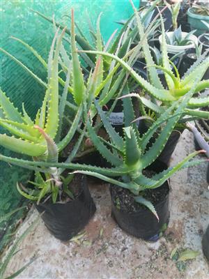 Vetplante, grondbedekkers, Aloes en Agave plante op special