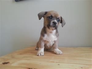 pekingese x jack russell