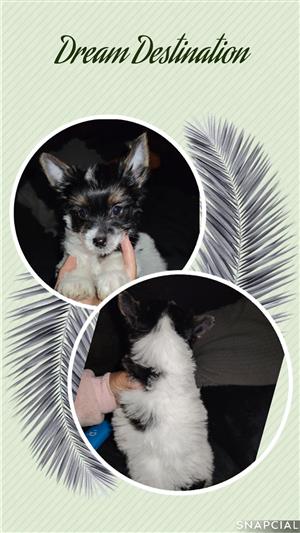 Yorkie puppy available