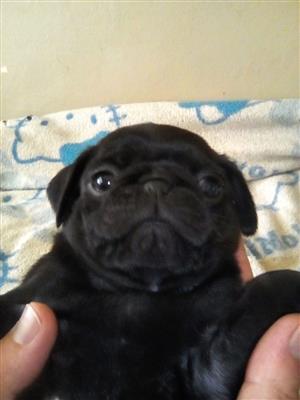 Pug Puppies ready for new homes