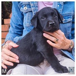Purebred Labrador Pups 