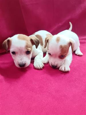 Jack Russell puppies