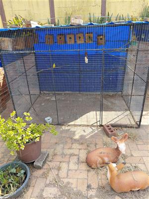 Budgie and Cockatiel Breeding Aviaries
