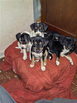 Fox Terrier Puppies