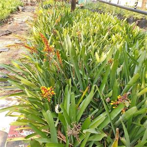 Bromeliads for sale