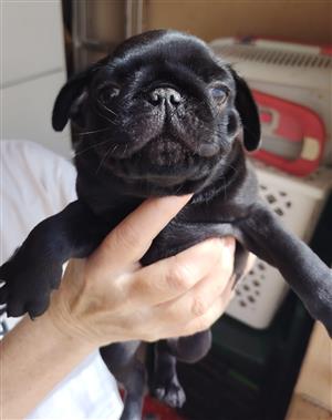 Adorable pug puppies available 