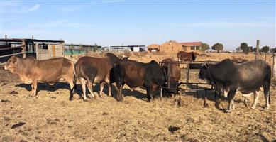 Cattle for sale - Boran