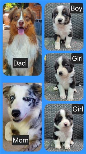 Australian Shepherd puppies available 