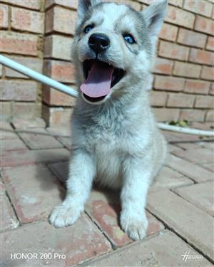 Siberian husky puppy's 