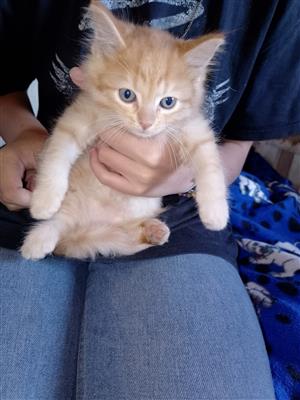Three maine coon x domestic shorthair kittens available