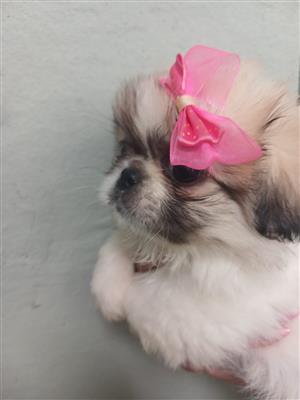 Female pekingese pups 