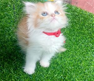 Pure Persian kitten