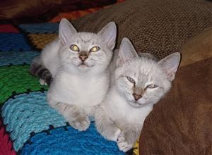 Angora x Lynx Point Siamese