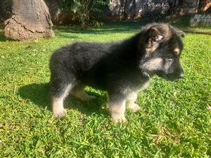 German shepherd puppy available 