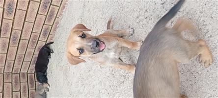 German Sherpard mix Labrador puppies for sale 