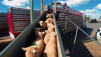 Sheep/goat transport available 24/7--low rates
