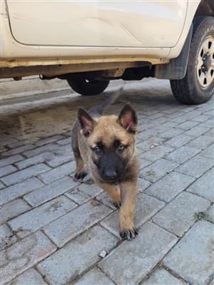 German Sheperd and Belgium Malinois Mix