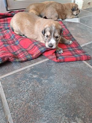 SHOLLIE PUPPIES FOR SALE! 