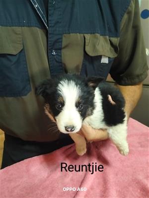 Sweet Border Collie puppies 