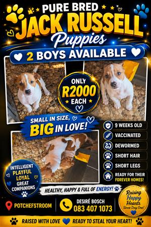 Jack Russell puppies
