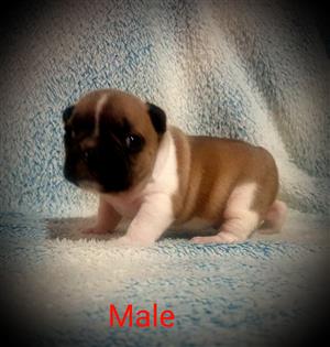 French bulldog puppies 